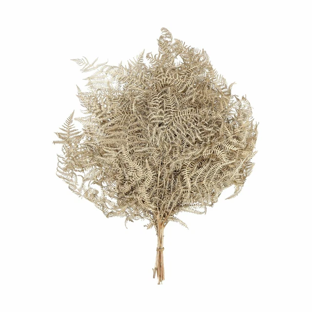 Bracken Helecho - 10 Piezas/Pretina - Conservado - L60 CM, B40CM - Oro