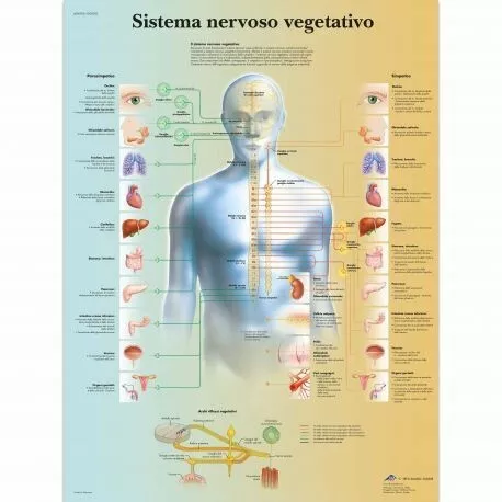 3B Scientific, tavola anatomica, Poster Il sistema nervoso vegetativo  cod. VR46