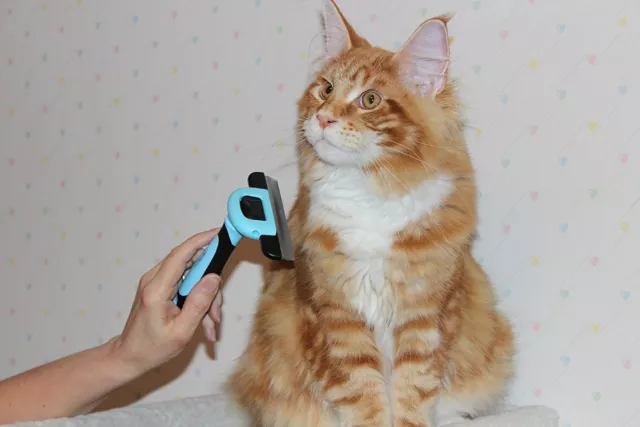 Copatchy Pet Grooming Dog & Cat Brush For Shedding, good for long and short hair 4