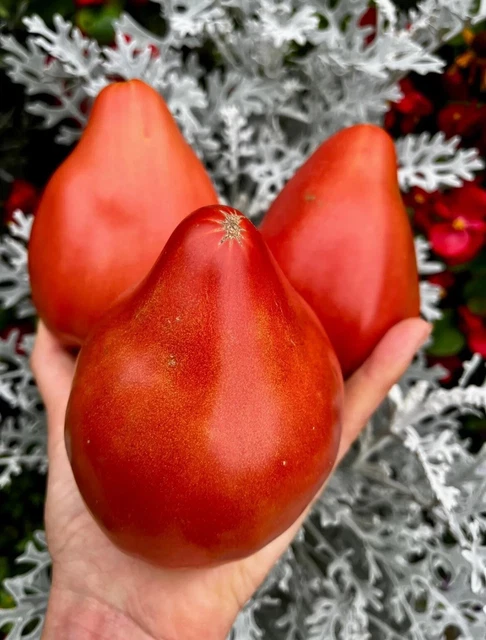 SELTENE ERBSTÜCK TOMATENSAMEN Bear’s Heart Stck 10 EUR 3,81 PicClick DE