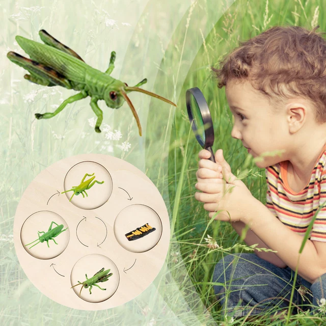 CRICKET LIFE CYCLE Of A Growth Stage Model Educational Plant 120 Chart