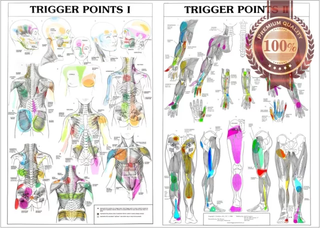 Trigger Points 1 2 Anatomical Diagram Guide Chart Anatomy 1 Print Premium Poster