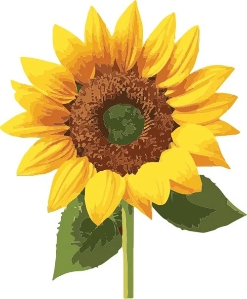 Sunflower Vector Files for Design Project