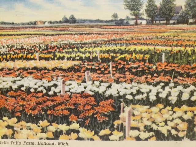 C 1958 Nellis Tulip Farm Flowers Holland MI Linen Vintage Postcard