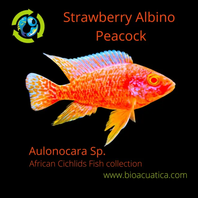 STRAWBERRY ALBINO PEACOCK 2 INCHES UNSEXED (Aulonocara Sp)