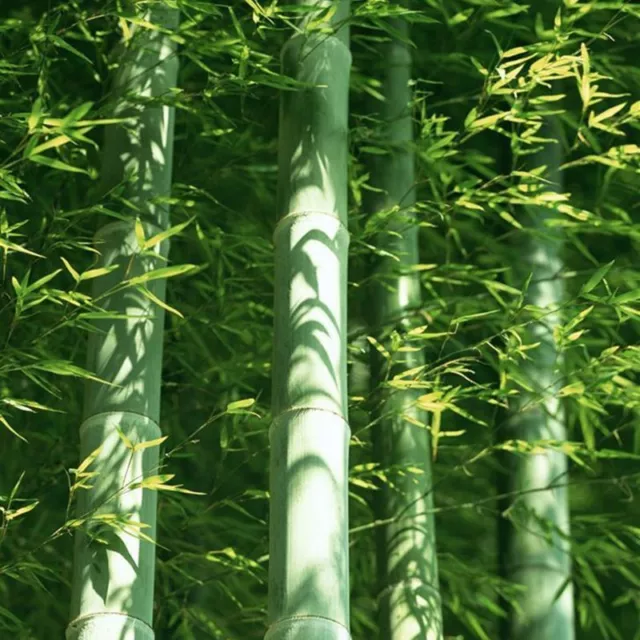 60 Giant Moso Bamboo Seeds Phyllostachys Pubescens Garden Plants S055