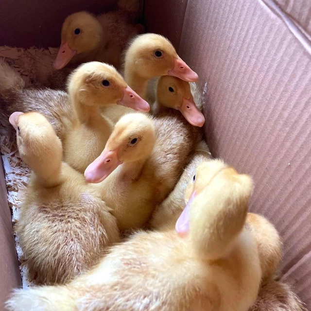 12+ PEKIN FERTILE Duck Eggs for Hatching 25.00 PicClick