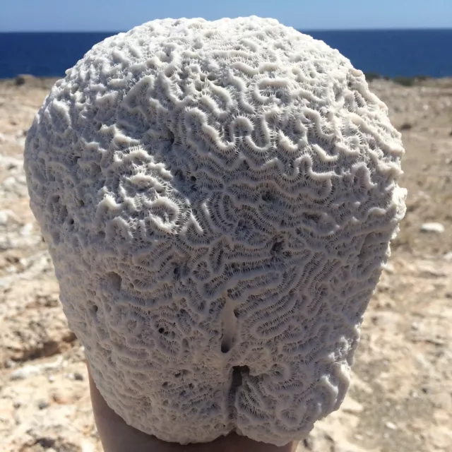 Natural Coral Brain Fossil from Caribbean, Surf Tumbled, Fish Tank Decor, Coral