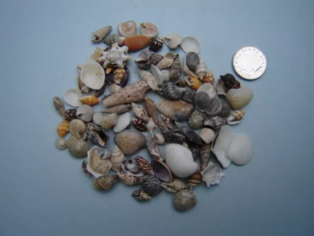 100 TINY MIXED SEASHELLS Small Sea Shells Craft Wedding Beach Confetti