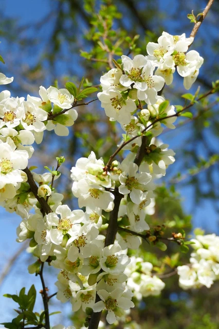 CHAENOMELES CIDO COTOGNO GIAPPONESE IN VASO 21CM - Caducifoglia - Foto 6