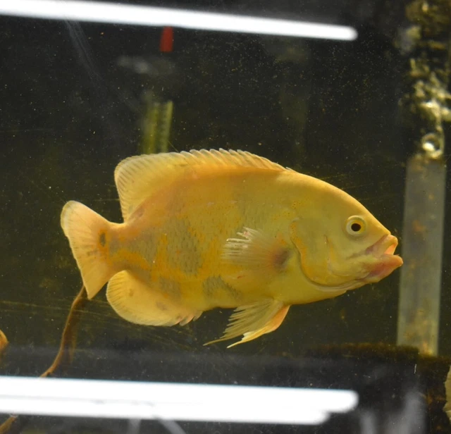 Live Lemon Oscar Cichlid (6" Large Freshwater Aquarium Fish) *PLS READ DESCR* 3