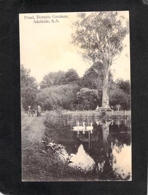 B9295 Australia SA Adelaide Botanic Gardens Pond Swans vintage postcard