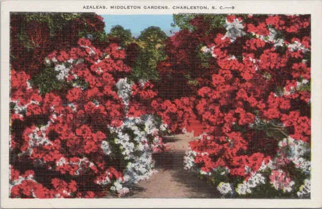 Linen~Azaleas Middleton Gardens~Charleston South Carolina~Vintage Postcard