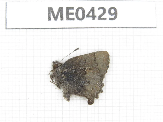 Butterfly. Ahlbergia frivaldszkyi. Jilin, Baishan, Fusong county. 1M. ME0429.