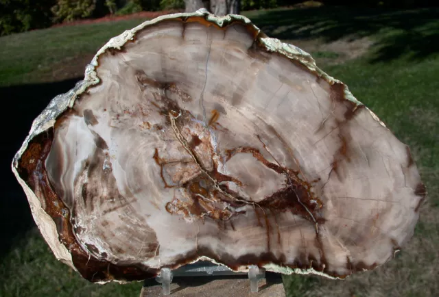 SiS: MAGNIFICENT PORCELAIN LIKE 8"+ Saddle Mtn., Wash. Petrified Wood Round!