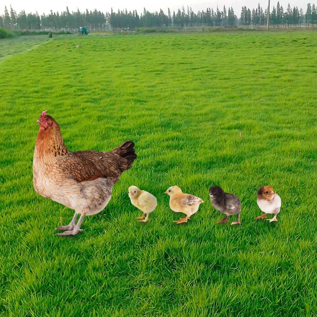 Chicken Sculpture Hen Figures Decorative Garden for Backyard Pathway Outdoor
