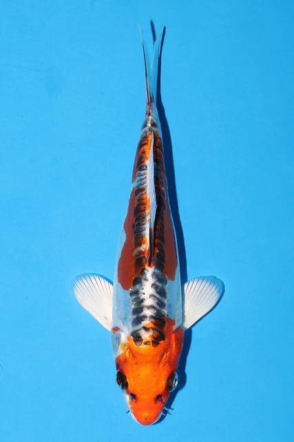 Japanese Koi Carp Hq Doitsu Kujaku 20cm Courier Available