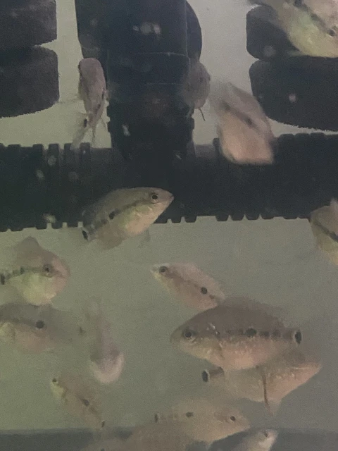 FLOWERHORN CICHLID 1” Bonsai Flowerhorn F Mixed With Regular Texas Cichlid M 10