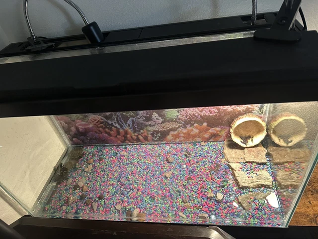 3 Baby Turtles and 30 Gallon Tank with Accessories