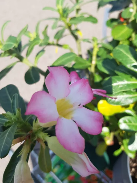 Wüstenrose - adenium obesum - Farbe unbekannt - 4 Jahre alt.