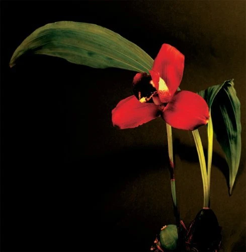 Botanica Magnifica Portraits of the World's Most Extraordinary Flowers and Pl... 4