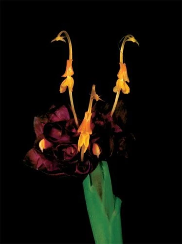 Botanica Magnifica Portraits of the World's Most Extraordinary Flowers and Pl... 11