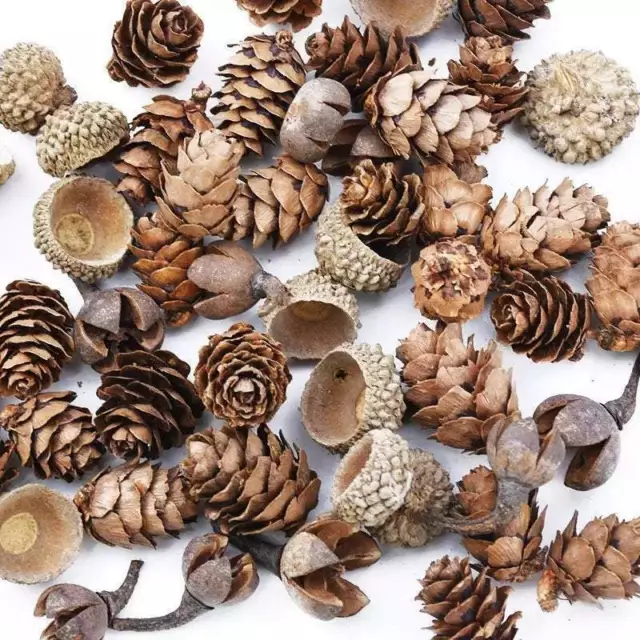 Paquete de 60 vainas de semillas secas para decoraciones hágalo usted mismo - decoración navideña - floristería