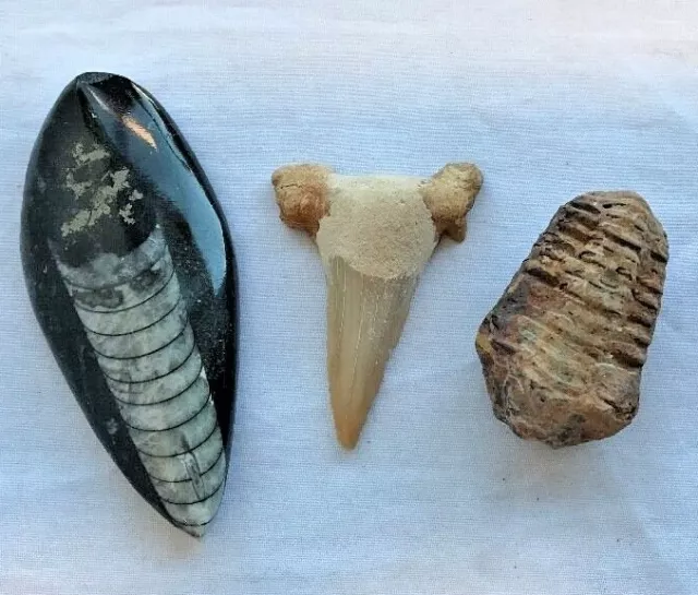 Fossil Set - 3 X Different Fossils From Morocco "Orthoceras, Trilobite, Otodus"