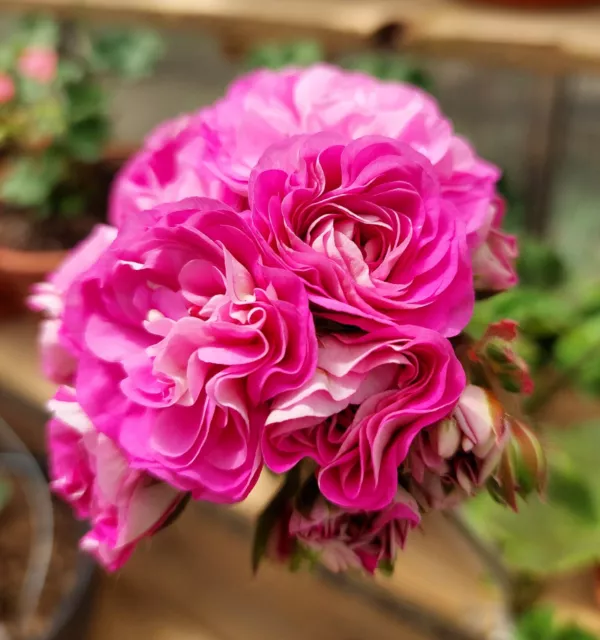 Pelargonia Selena Ersa, esqueje fuerte bien enraizado, pelargonium