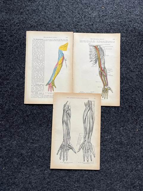ORIGINAL 1913 ANATOMY Pages of Human Body, Anatomy Physiology Textbook ...