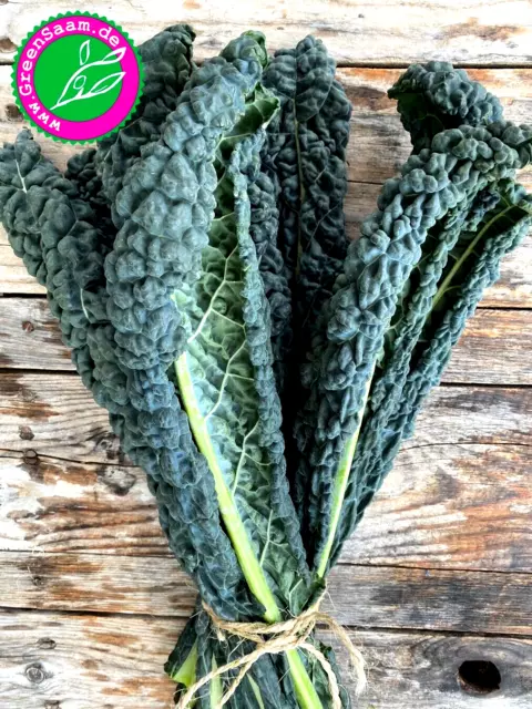 Toskanischer Palmkohl 🥬 Nero di Toscana 👨‍🌾100 + Samen gesund italiensich