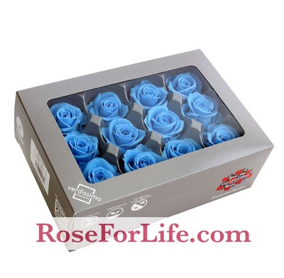 BLU ROSE STABILIZZATE MINI CAPULLO ROJO CF 12 PZ. 