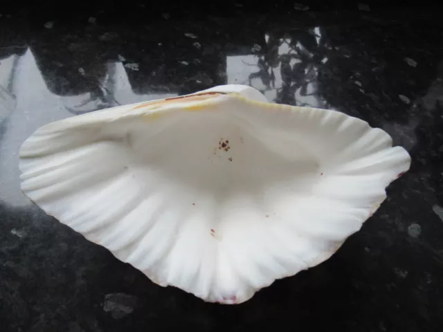 Large Antique Half Clam Shell -  Vintage