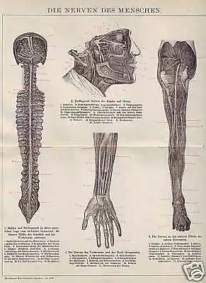 NERVEN Nervensystem Nervenfasern STICH von 1894