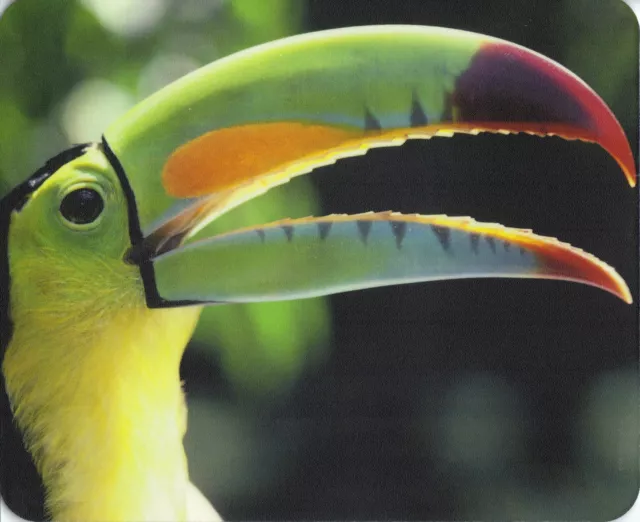 Mauspad Edition Colibri: Regenbogen - Tukan - schönes Porträt