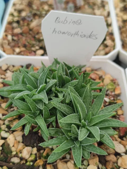 10 seeds of Bulbine haworthioides