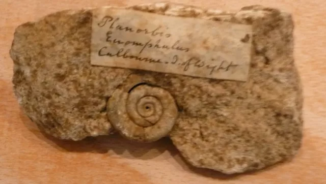 Ammonite Fossil collected circa 1860/70