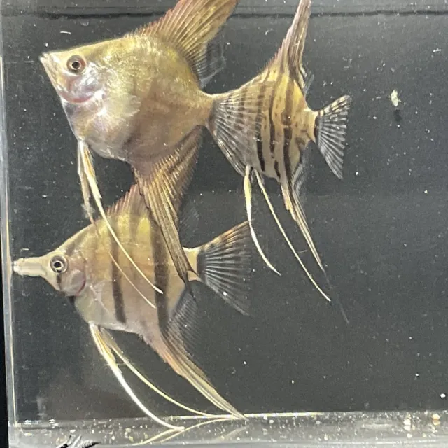 Fresh Water Angelfish (Pterophyllum) Live Born/Raised in Aquaponics System (x5)
