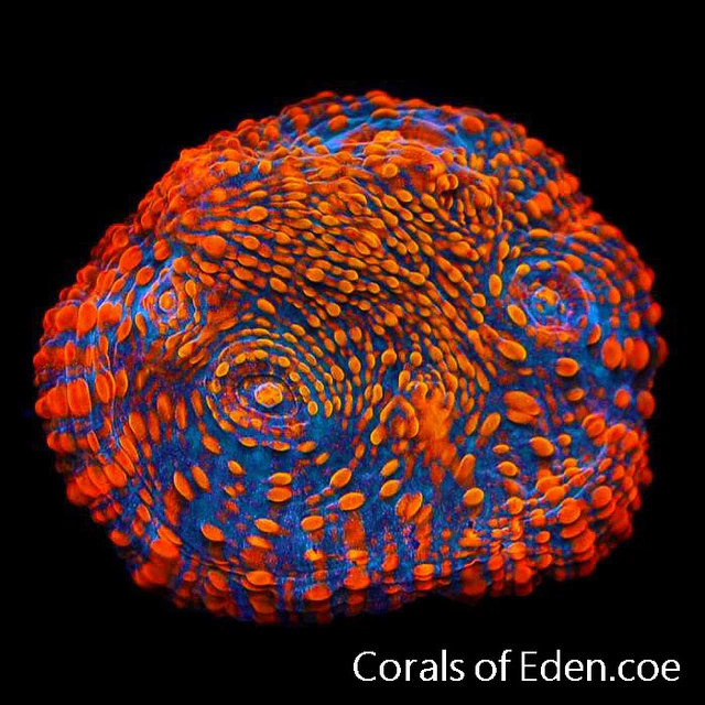 CORALS OF EDEN ~ Toxic Ember Chalice Coral Frag - Live Coral for Sale ~ LPS~SPS
