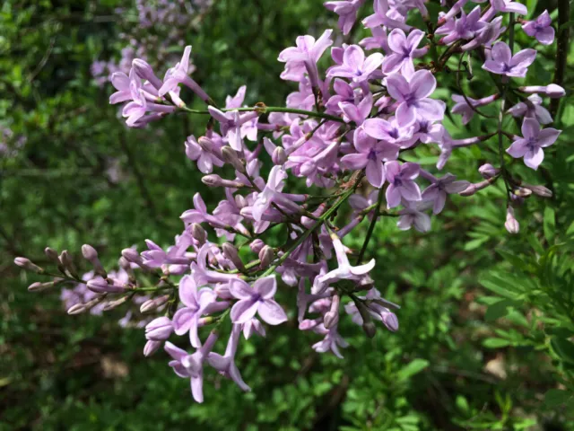 Lilac Syringa Palibin Bush Plant In 9Cm Pot Hardy Shrub Fragrant Pink Flowers