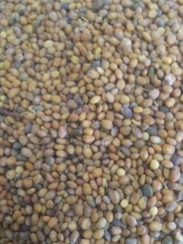 Taramira Beej-Arugula Seed-Raw Herbs-Taramira Seed-Dried 100 gm