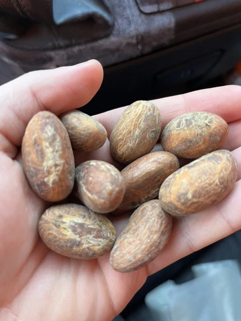 Cola amara 10 pz. Dall'Africa