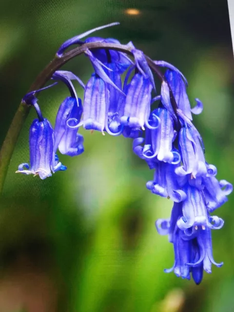 ENGLISH BLUEBELL BULBS 55  IN THE GREEN   FRESH 100% Quality , dug up to order