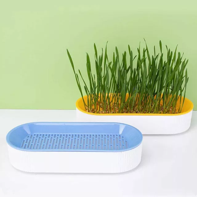 Cat Grass Planting Box Plant Growing Kit Hydroponic Cat Grass Soil-Free Planter