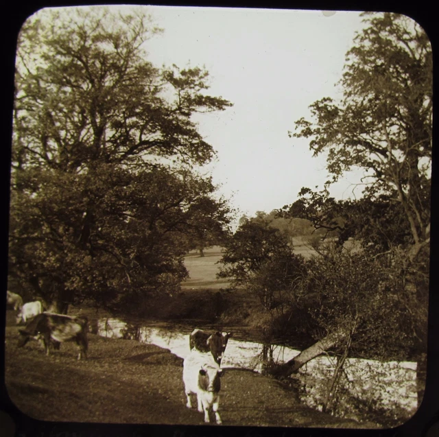Glass Magic Lantern Slide STONELEIGH PARK WARWICKSHIRE C1890 VICTORIAN PHOTO COW