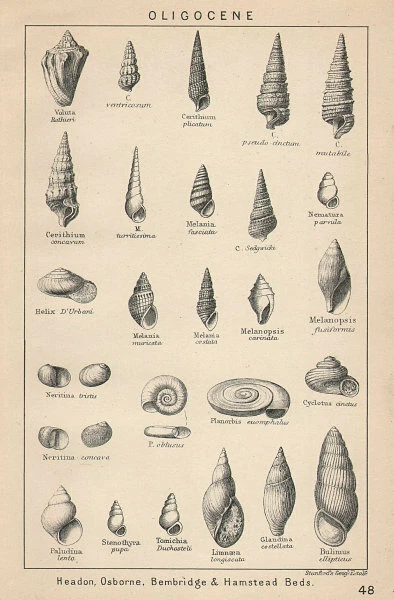BRITISH FOSSILS Oligocene Headon Osborne Bembridge Hamstead Beds 2 STANFORD 1907