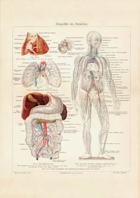 Blutgefäße des Menschen historischer Druck Chromolithographie ca. 1903 Medizin