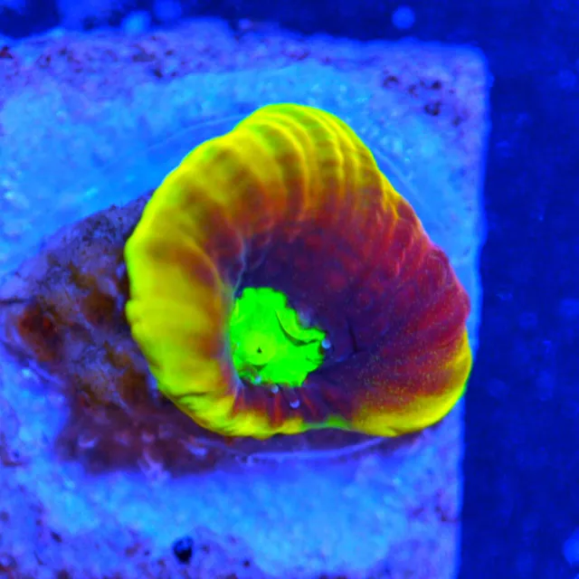 Corals of Eden -  NON WYSIWYG Live Coral Frag ~ Dragon Soul Favia  LPS SPS CORAL