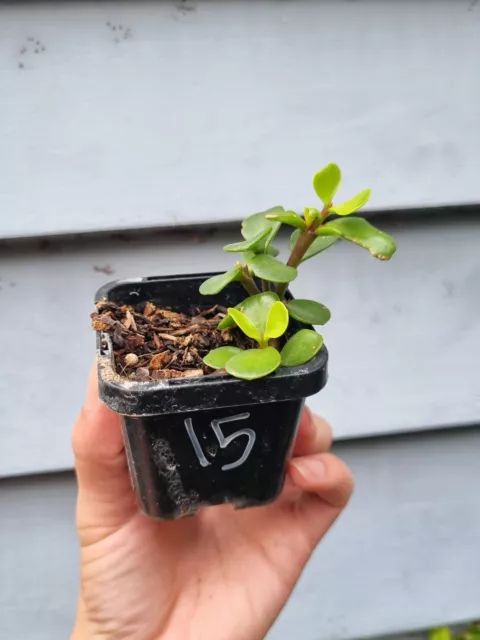 Portulacaria Afra 15 - 2 X Rooted Cuttings - Money Plant Elephant Bush Succulent