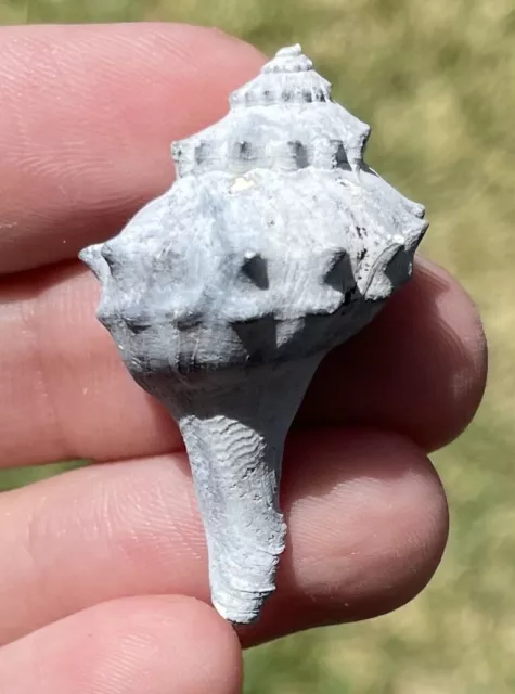 Florida Fossil Gastropod Echinofulgar dalli Pliocene Age Shell